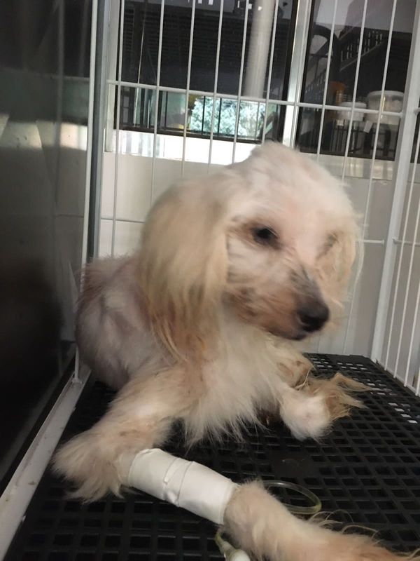 Mulher é presa por maus-tratos e 53 cachorros são resgatados em Aracruz por Leitor | A Gazeta