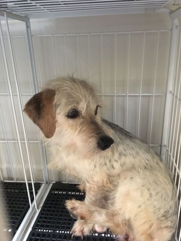 Mulher é presa por maus-tratos e 53 cachorros são resgatados em Aracruz por Leitor | A Gazeta