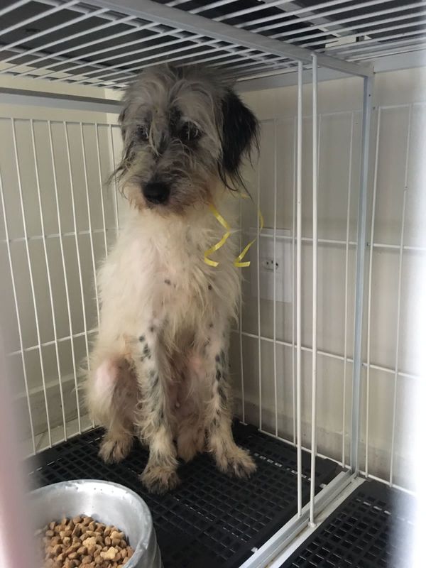 Mulher é presa por maus-tratos e 53 cachorros são resgatados em Aracruz por Leitor | A Gazeta