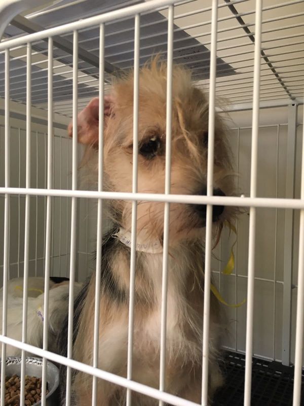 Mulher é presa por maus-tratos e 53 cachorros são resgatados em Aracruz por Leitor | A Gazeta