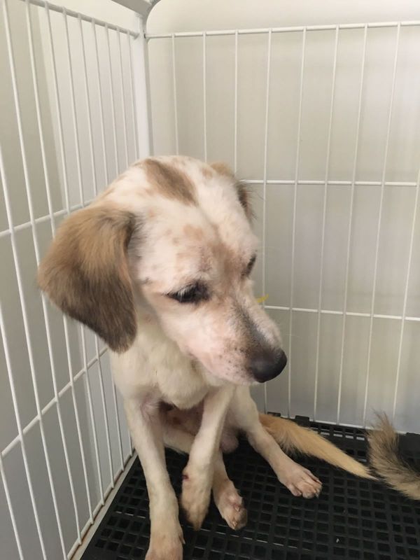 Mulher é presa por maus-tratos e 53 cachorros são resgatados em Aracruz por Leitor | A Gazeta