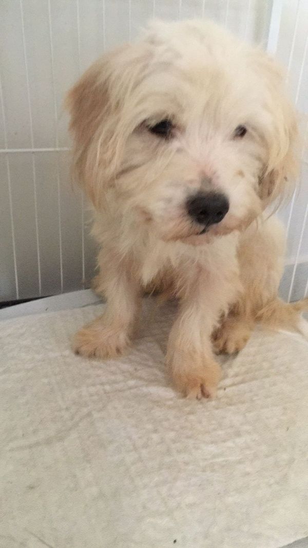 Mulher é presa por maus-tratos e 53 cachorros são resgatados em Aracruz por Leitor | A Gazeta