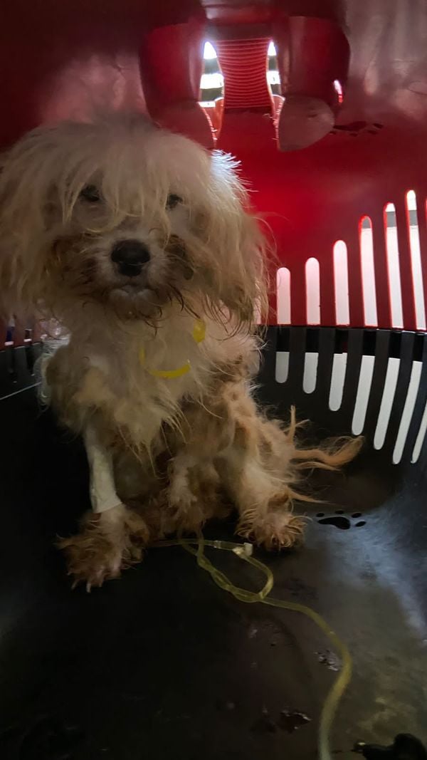 Mulher é presa por maus-tratos e 53 cachorros são resgatados em Aracruz por Leitor | A Gazeta