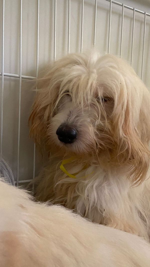 Mulher é presa por maus-tratos e 53 cachorros são resgatados em Aracruz por Leitor | A Gazeta