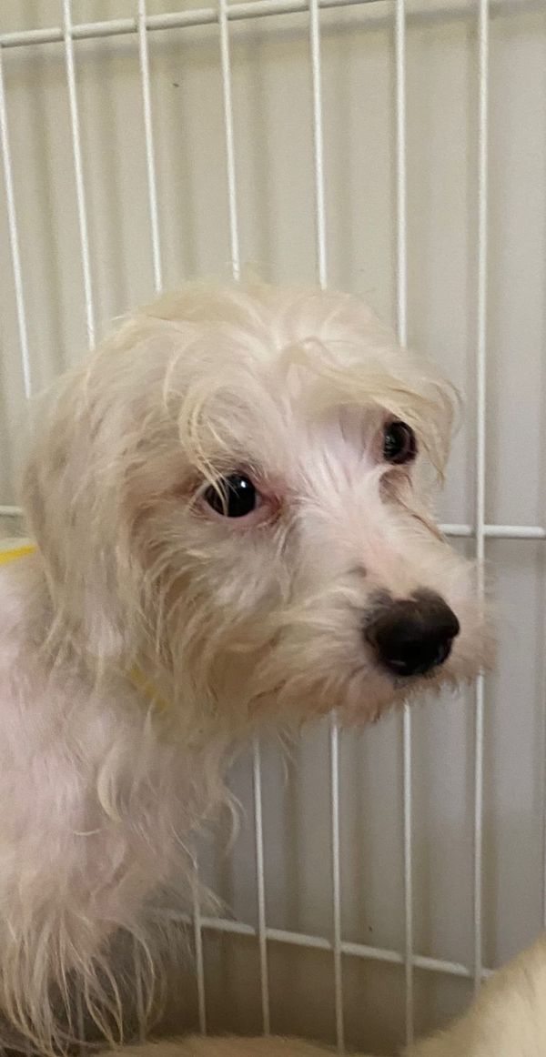 Mulher é presa por maus-tratos e 53 cachorros são resgatados em Aracruz por Leitor | A Gazeta