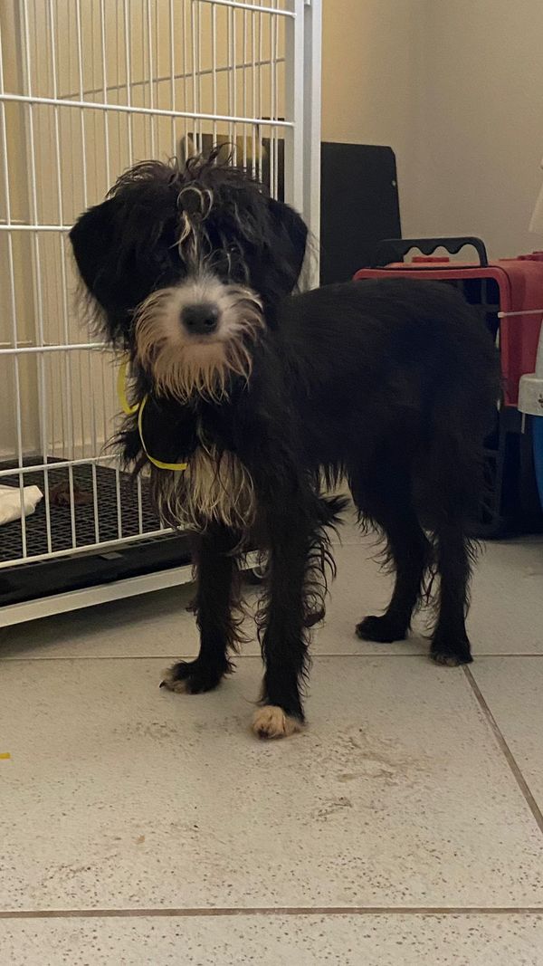 Mulher é presa por maus-tratos e 53 cachorros são resgatados em Aracruz por Leitor | A Gazeta