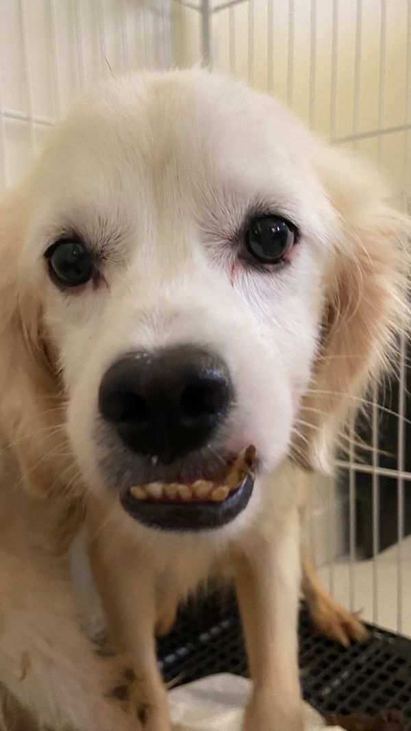 Mulher é presa por maus-tratos e 53 cachorros são resgatados em Aracruz por Leitor | A Gazeta