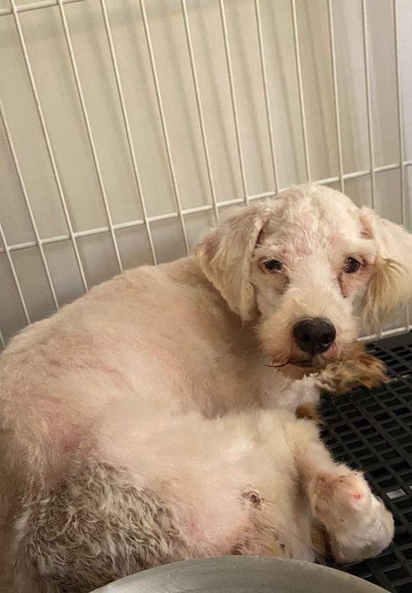 Mulher é presa por maus-tratos e 53 cachorros são resgatados em Aracruz por Leitor | A Gazeta