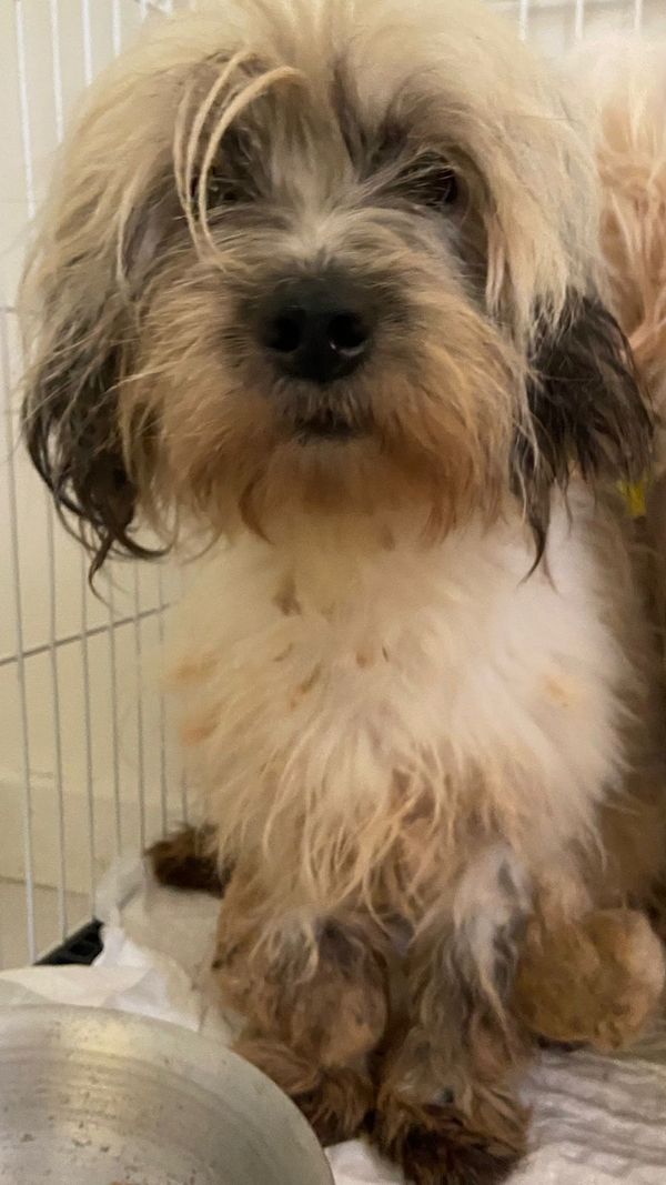 Mulher é presa por maus-tratos e 53 cachorros são resgatados em Aracruz por Leitor | A Gazeta