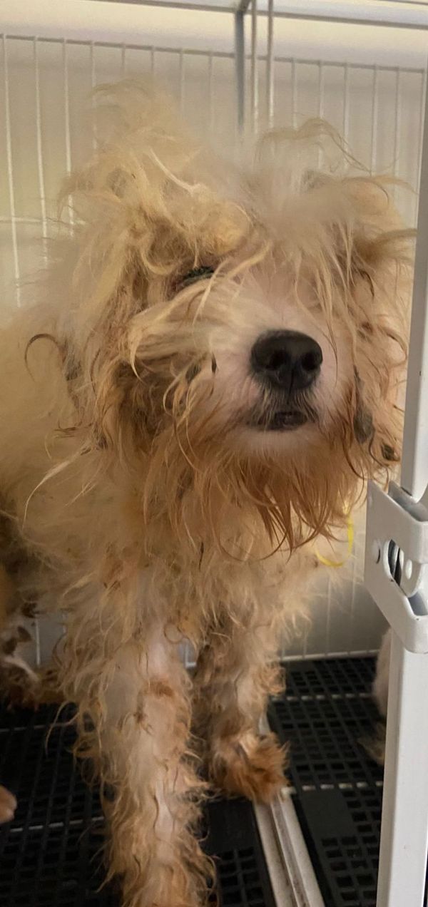 Mulher é presa por maus-tratos e 53 cachorros são resgatados em Aracruz por Leitor | A Gazeta