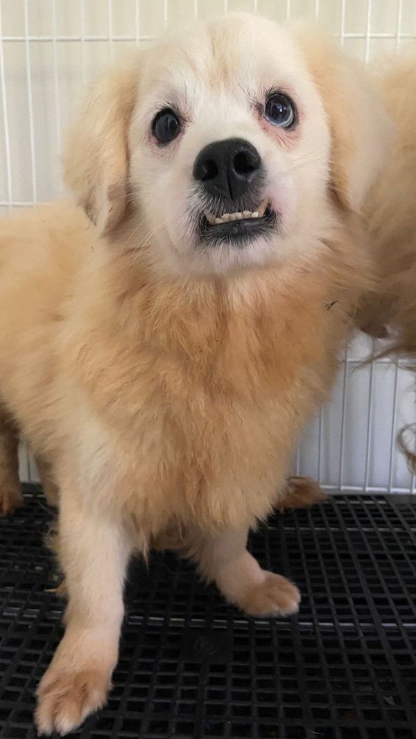 Mulher é presa por maus-tratos e 53 cachorros são resgatados em Aracruz por Leitor | A Gazeta