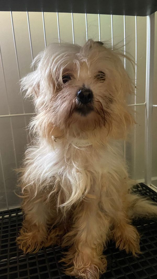 Mulher é presa por maus-tratos e 53 cachorros são resgatados em Aracruz por Leitor | A Gazeta