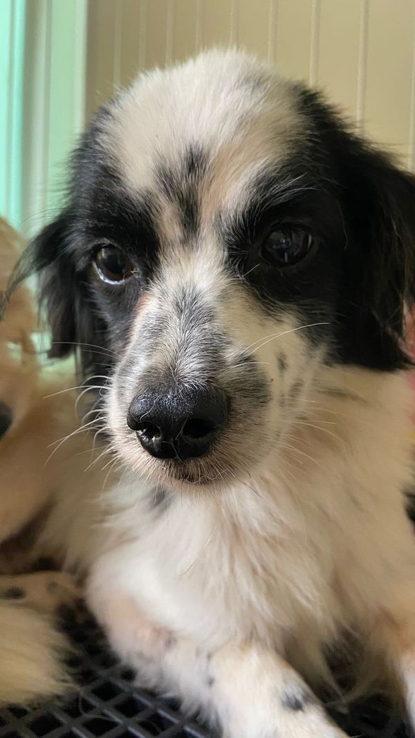 Mulher é presa por maus-tratos e 53 cachorros são resgatados em Aracruz por Leitor | A Gazeta