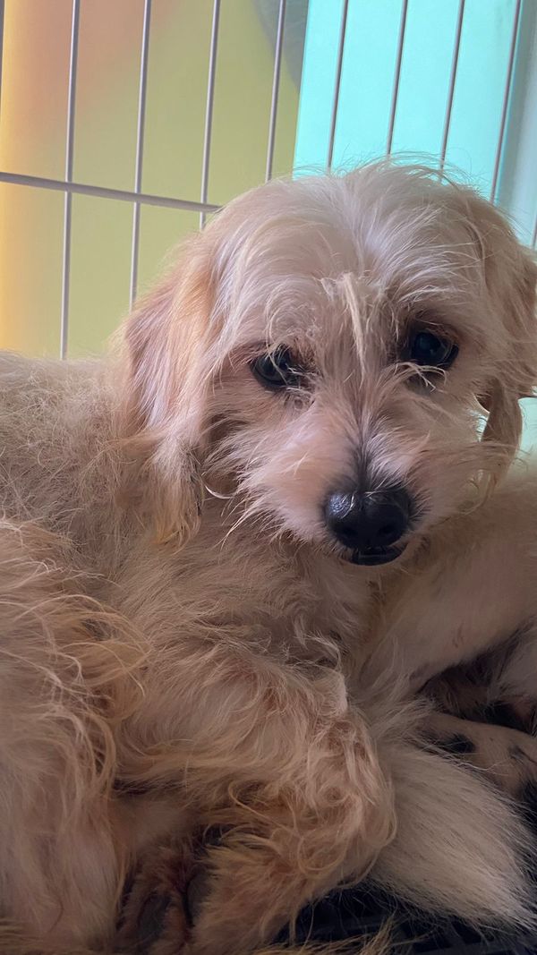 Mulher é presa por maus-tratos e 53 cachorros são resgatados em Aracruz por Leitor | A Gazeta