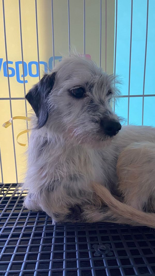 Mulher é presa por maus-tratos e 53 cachorros são resgatados em Aracruz por Leitor | A Gazeta