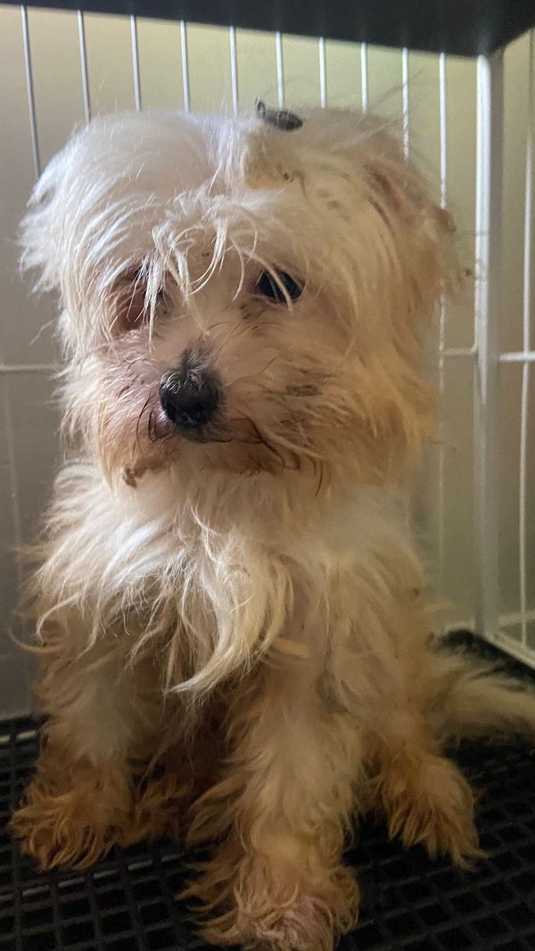 Mulher é presa por maus-tratos e 53 cachorros são resgatados em Aracruz por Leitor | A Gazeta