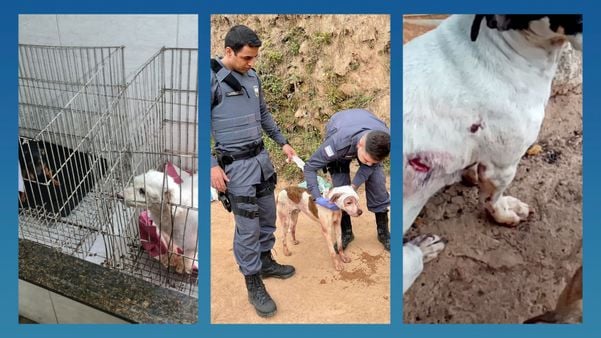 ES tem aumento de casos de maus-tratos aos animais registrados na polícia