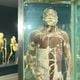 Museu de Ciências da Vida: corpo de homem preservado sem pele 