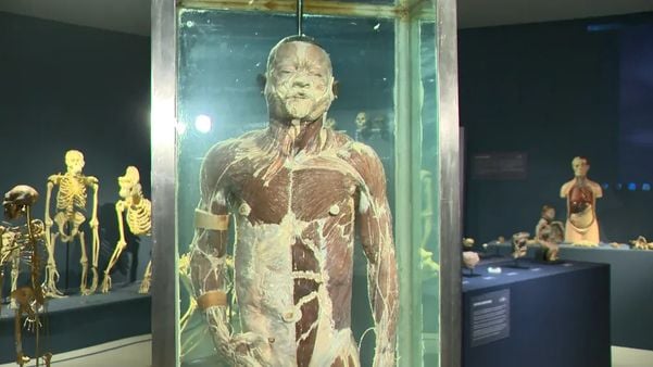 Museu de Ciências da Vida: corpo de homem preservado sem pele 