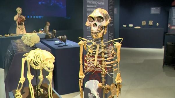Museu de Ciências da Vida reabre na Ufes