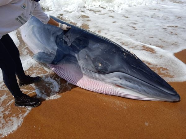 Filhote de baleia é resgatado após encalhar em praia de São Mateus
