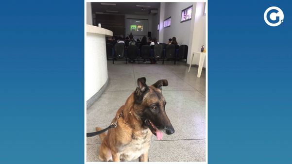 Wookie: cão que atuava na Coordenadoria de Recursos Especiais (Core), da Polícia Civil do Espírito Santo (PCES), foi aposentado na última sexta-feira (16)