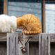 Imagem - Gatos sem cabeça? Concurso premia fotos mais engraçadas de animais