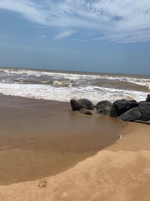 Elefante-marinho-do-sul (Mirounga leonina) foi flagrado nadando e tomando um sol nesta quinta-feira (22) na praia da Guaxindiba