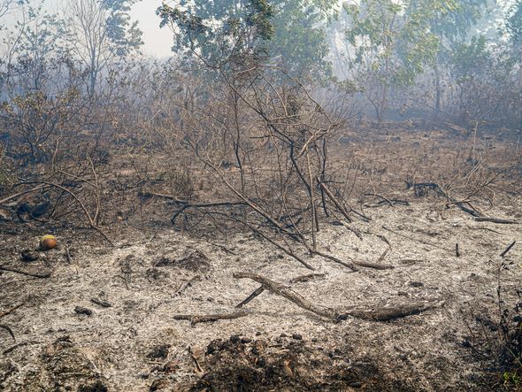 Incêndio no Parque Estadual Paulo Cesar Vinha por Vitor Jubini