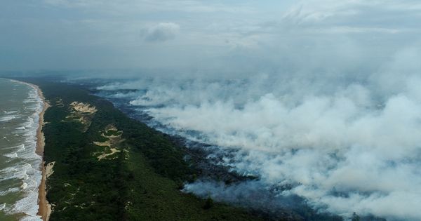 O fogo consumiu 555 hectares de vegetação, equivalente a 37% de área total do parque. Agora, nove meses após a destruição, a natureza mostra a sua força com vida nova brotando