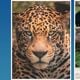 Imagem - Onça ataca mulher em zoológico em Marechal Floriano
