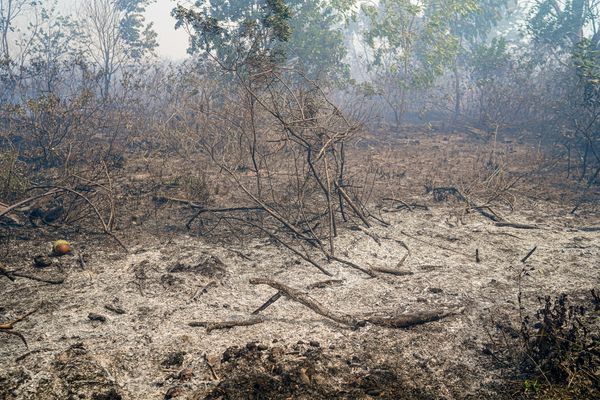 Incêndio no Parque Estadual Paulo Cesar Vinha pode ter queimado quase a metade da área