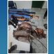 Imagem - Suspeitos de caça são detidos com armas e tatus abatidos em reserva no ES