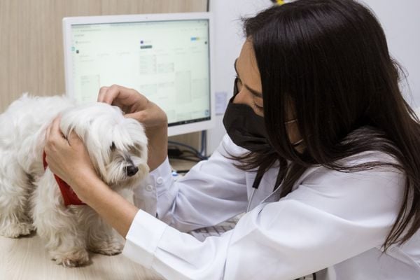 A médica-veterinária oncologista Fernanda Ming alerta que mesmo com a telemedicina, dependendo da urgência a consulta presencial é primordial