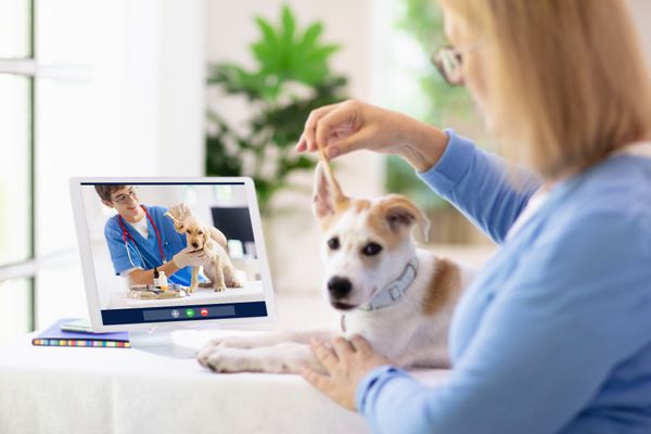 Telemedicina para pets ou televeterinária traz seis modalidades aprovadas