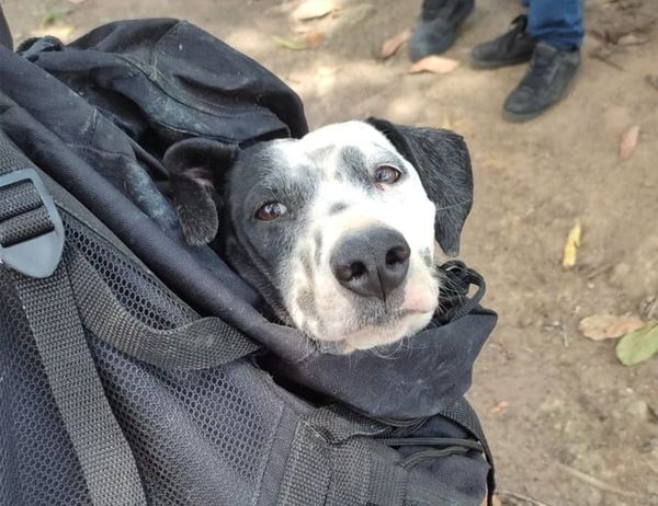 A cadela Pantera ficou 12h desaparecida e foi resgatada pelos Bombeiros dentro de cratera em Pedro Canário