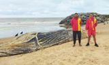 Baleia jubarte é encontrada morta em praia de Marataízes(Guarda-Vidas de Marataízes)