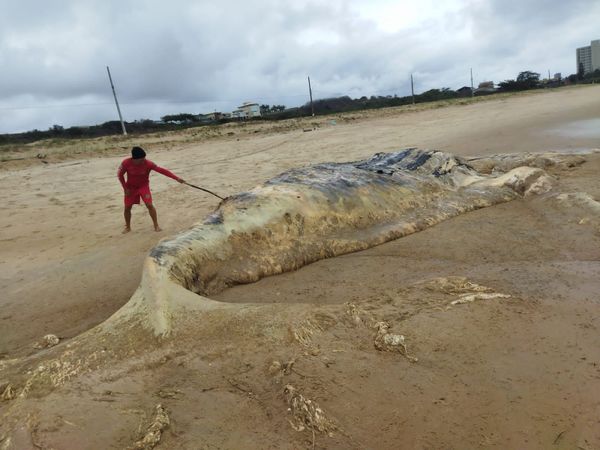 Baleia jubarte é encontrada morta em praia de Marataízes
