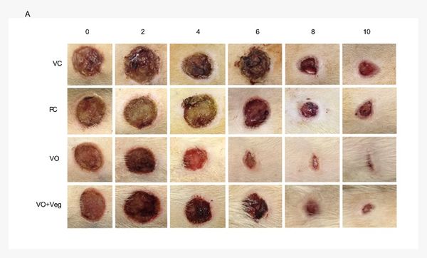 Evolução de feridas sob o tratamento com resina de bicuíba