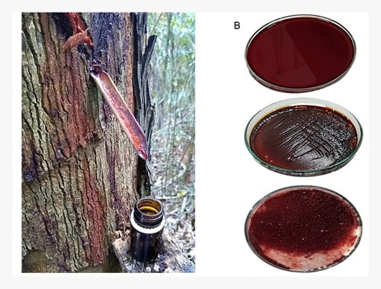 Resina extraída da bicuíba, em Afonso Cláudio, região Serrana do Estado