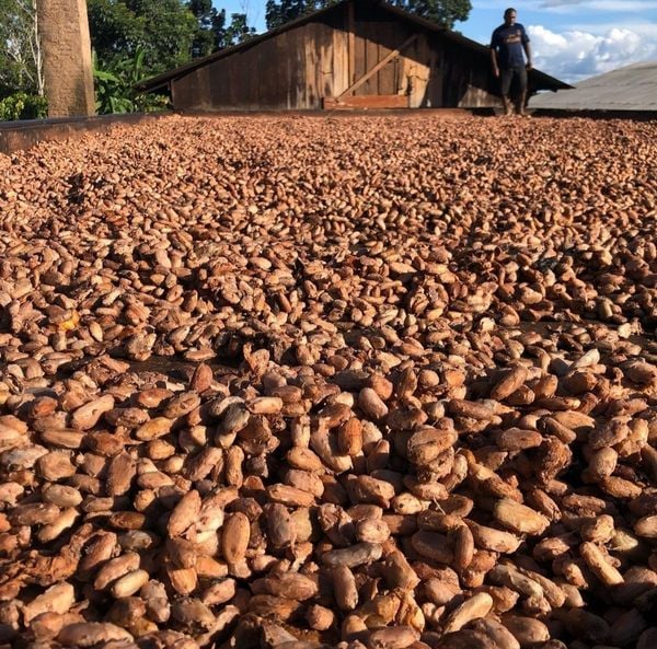 Safra de cacau na Ascurra Chocolate por Reprodução @ascurrachocolate