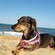 Imagem - Outubro Pet Rosa: 5 dicas para prevenir o câncer de mama em cães e gatos
