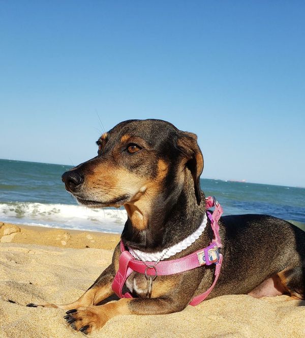 A cachorrinha Deca também está em tratamento. Seus tutores perceberam um caroço subcutâneo próximo a uma de suas mamas. O diagnóstico precoce foi fundamental para o tratamento