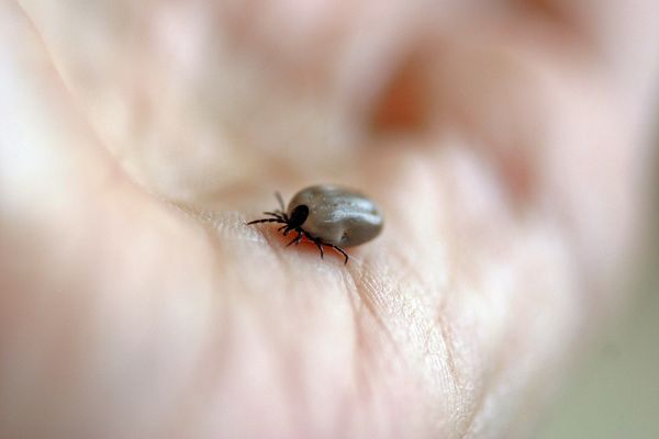 Febre Maculosa