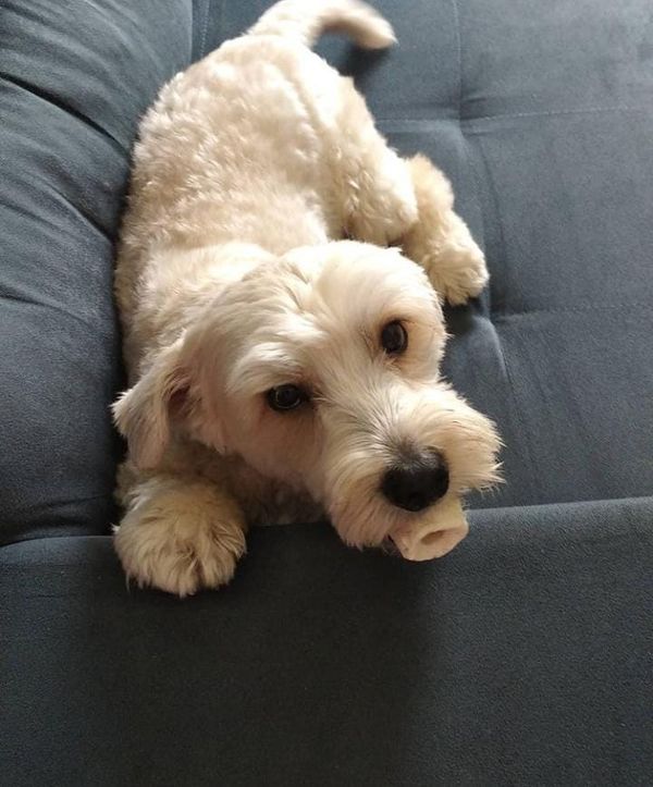 O cachorrinho Dexter também teve câncer e está em tratamento. A médica-veterinária oncologista, Fernanda Ming, ressalta que a incidência do câncer em animais tem aumentado nos últimos anos, não só o de mamas