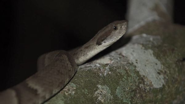 Pesquisa na Ilha dos Franceses, em Itapemirim, onde vivem mais de 1,2 mil cobras por Matheus Martins