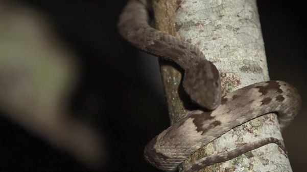 Pesquisa na Ilha dos Franceses, em Itapemirim, onde vivem mais de 1,2 mil cobras