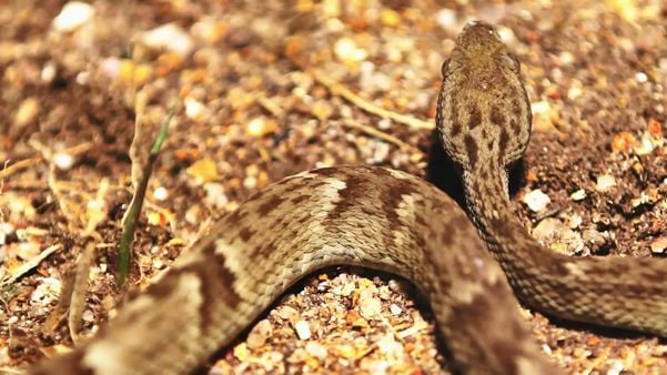 Pesquisa na Ilha dos Franceses, em Itapemirim, onde vivem mais de 1,2 mil cobras por Matheus Martins