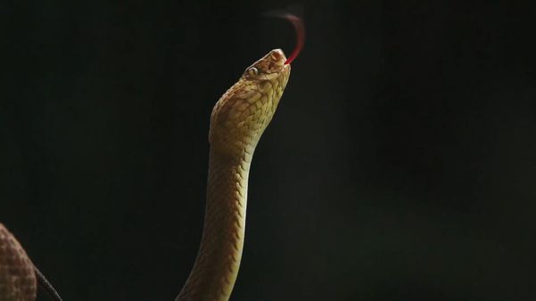 Pesquisa na Ilha dos Franceses, em Itapemirim, onde vivem mais de 1,2 mil cobras por Matheus Martins