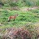 Imagem - Lobo-guará é flagrado andando em pasto em Muniz Freire; veja vídeo